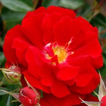 www.kordes-rosen.com