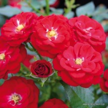 www.kordes-rosen.com