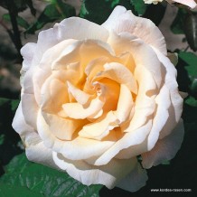 www.kordes-rosen.com