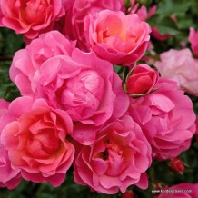 www.kordes-roses.com
