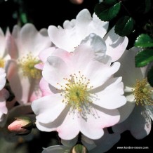 www.kordes-rosen.com