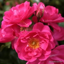 www.kordes-rosen.com