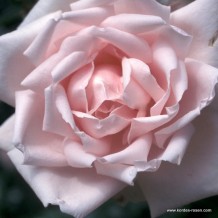 www.kordes-rosen.com