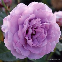 www.kordes-rosen.com