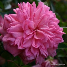 www.kordes-rosen.com