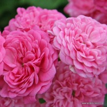 www.kordes-rosen.com