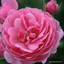 www.kordes-rosen.com