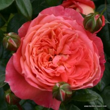 www.kordes-rosen.com