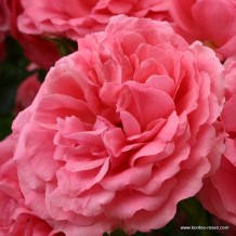 www.kordes-rosen.com