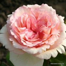 www.kordes-rosen.com