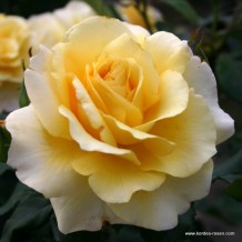 www.kordes-rosen.com