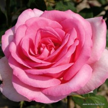www.kordes-rosen.com