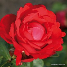 www.kordes-rosen.com