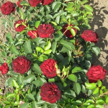 markrozsa.hu