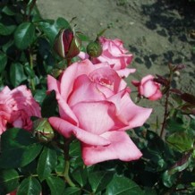 markrozsa.hu