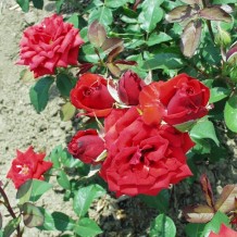 markrozsa.hu