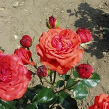 markrozsa.hu