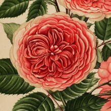 Journal des Roses, 1896