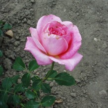rozsamarkgergely.hu