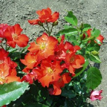 rozsamarkgergely.hu