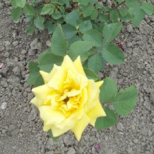 rozsamarkgergely.hu