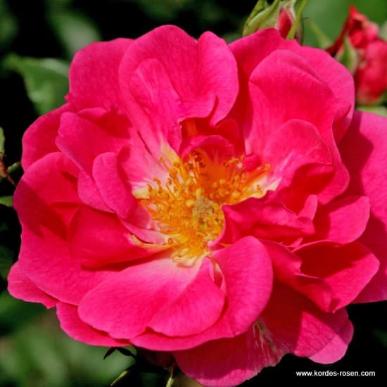 Bad Wörishofen 2005® - Floribunda rózsa