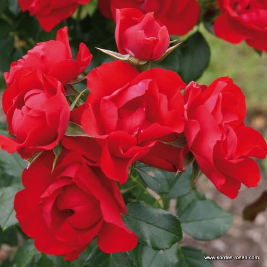 Black Forest Rose® - Floribunda rózsa