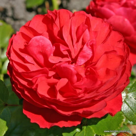 Cherry Girl® - Floribunda rózsa