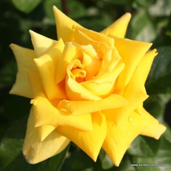 Christel von der Post® - Teahibrid rózsa