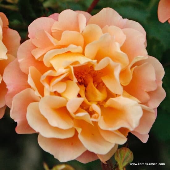 Cubana® - Floribunda rózsa