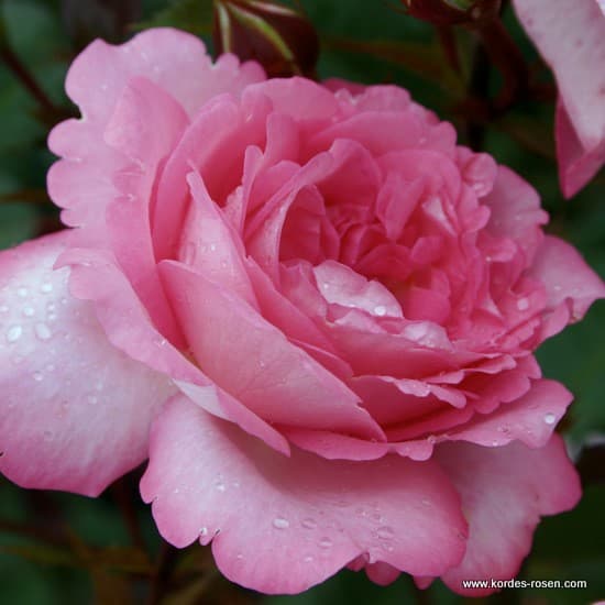 Eliza® - Teahibrid rózsa