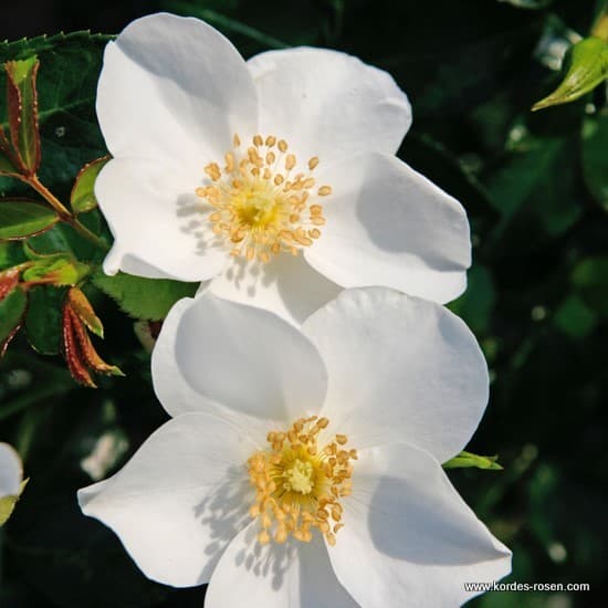 Escimo® - Talajtakaró rózsa