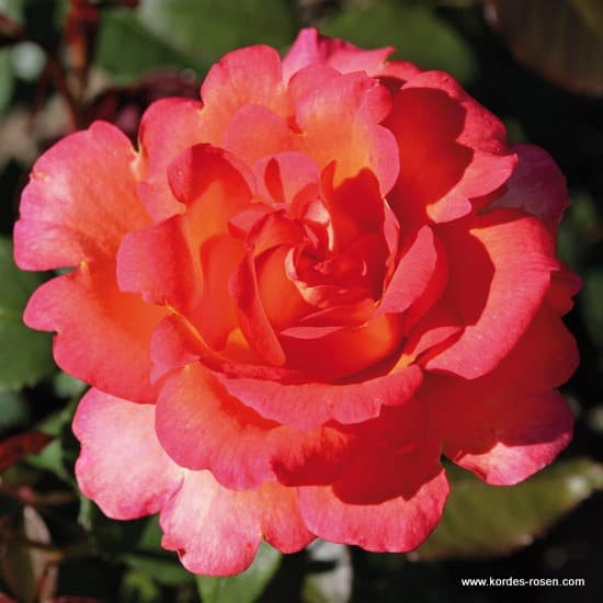 Fairest Cape® - Teahibrid rózsa