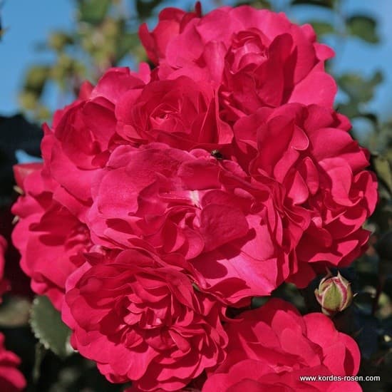 Gärtnerfreude® - Talajtakaró rózsa
