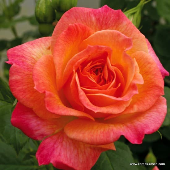 Gartenspaß® - Floribunda rózsa