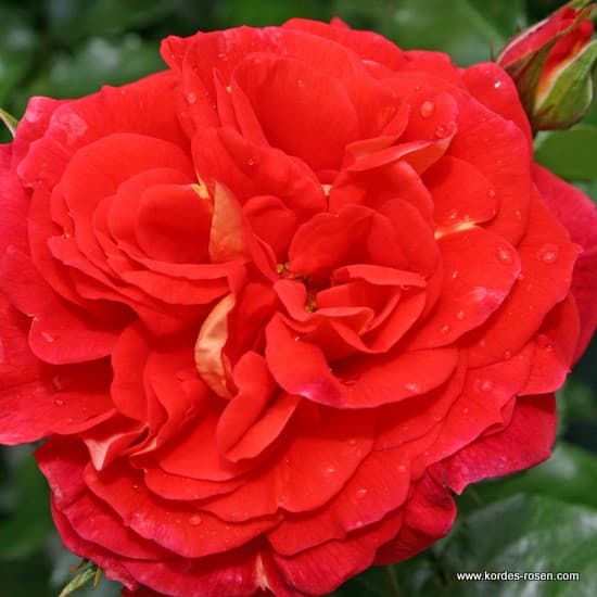 Gebrüder Grimm® - Floribunda rózsa