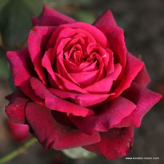Gräfin Diana® - Teahibrid rózsa