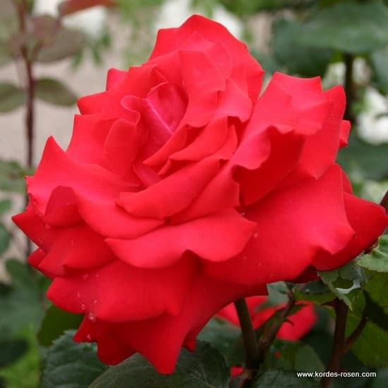 Grande Amore® - Teahibrid rózsa