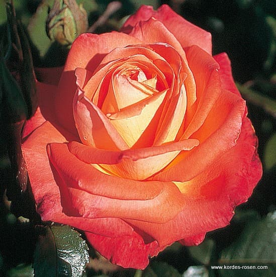 Königin der Rosen® - Teahibrid rózsa
