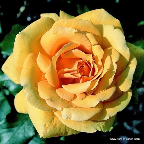 Kupferkönigin® - Teahibrid rózsa