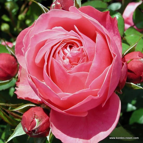 Leonardo da Vinci® - Floribunda rózsa