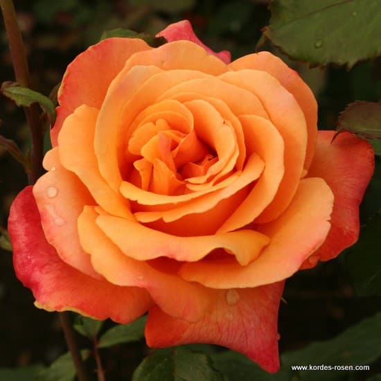 Lolita® - Teahibrid rózsa