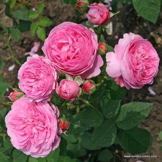 Louise Odier - Történelmi rózsa