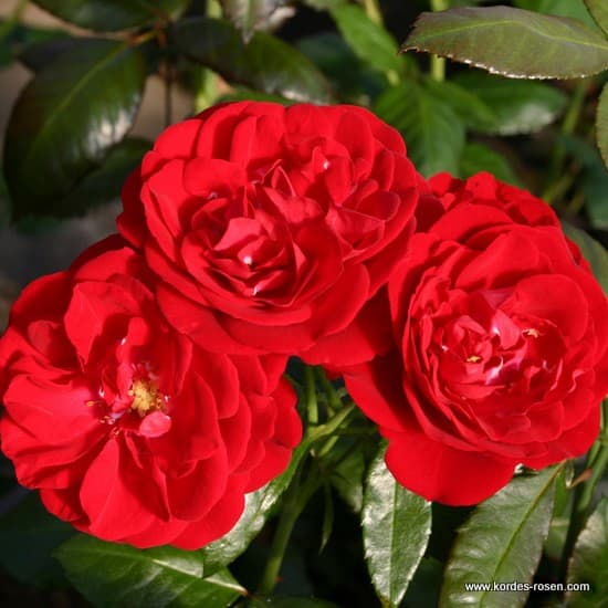 Mariandel® - Floribunda rózsa
