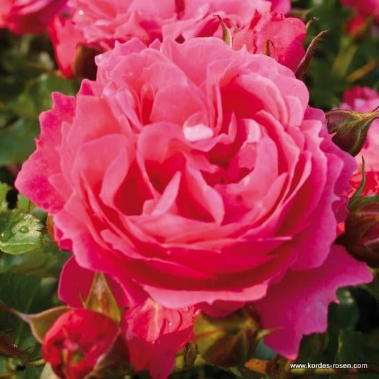 Moin Moin® - Floribunda rózsa