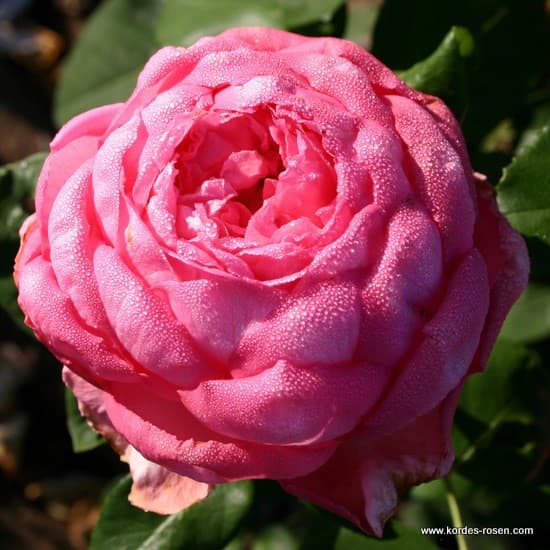 Mon Petit Chou® - Teahibrid rózsa