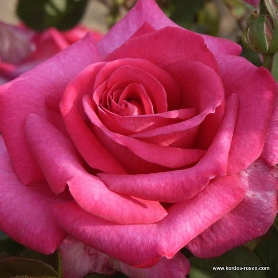 Parole® - Teahibrid rózsa