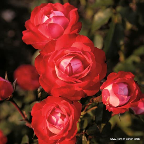 Planten un Blomen® - Floribunda rózsa