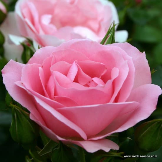 Rosenprofessor Sieber® - Floribunda rózsa