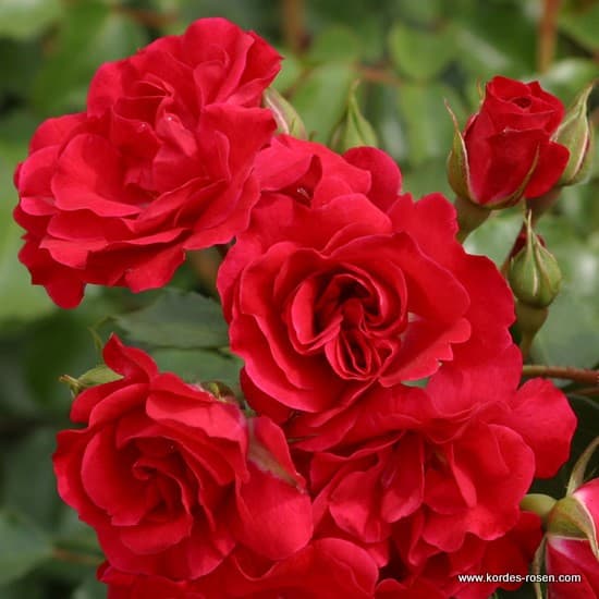 Rotilia® - Floribunda rózsa